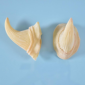 Prostético de cuernos Mod. 10